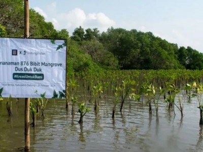 Pengalaman Kolaborasi Penanaman Mangrove Dus Duk Duk dengan LindungiHutan